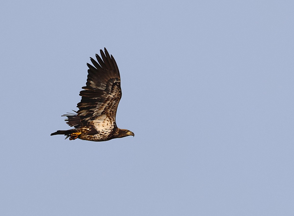 Pygargue à tête blanche - ML646314287