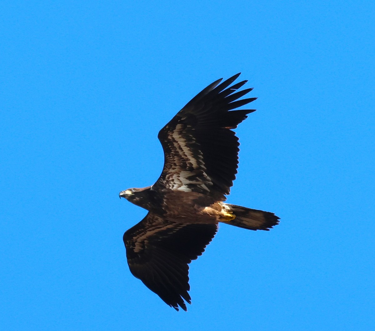 Pygargue à tête blanche - ML646314288