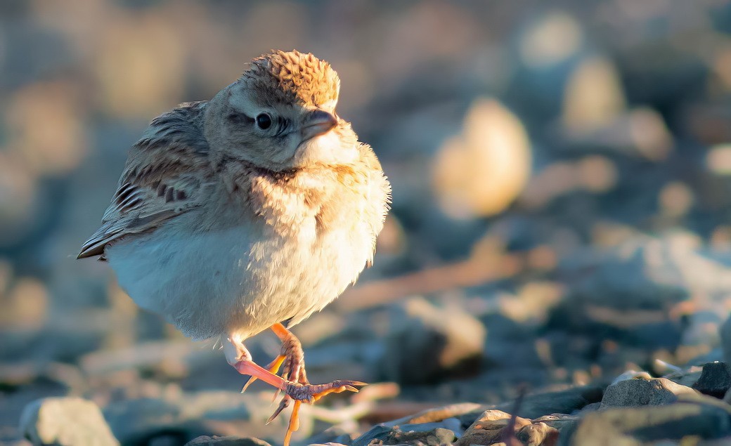 Greater Short-toed Lark - ML646314290
