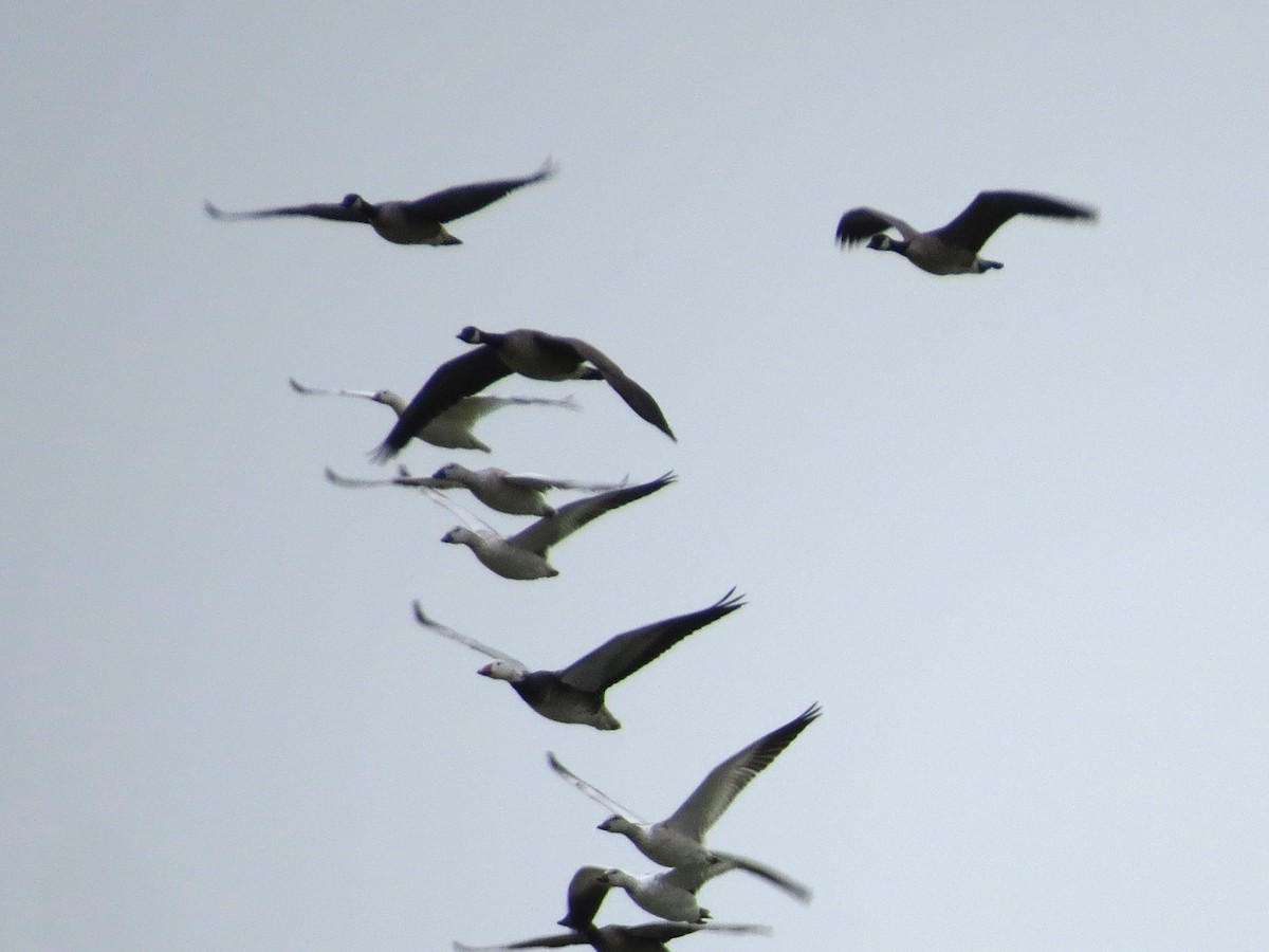 小加拿大雁 - ML646314291