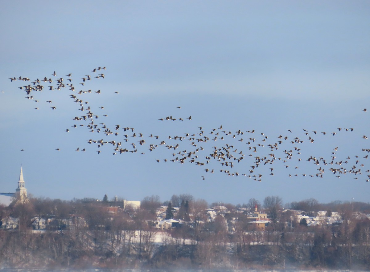 ברנטה קנדית - ML646314295