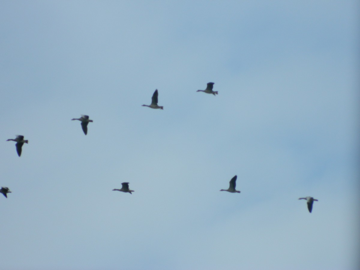 Antzara hankagorrizta - ML646314297