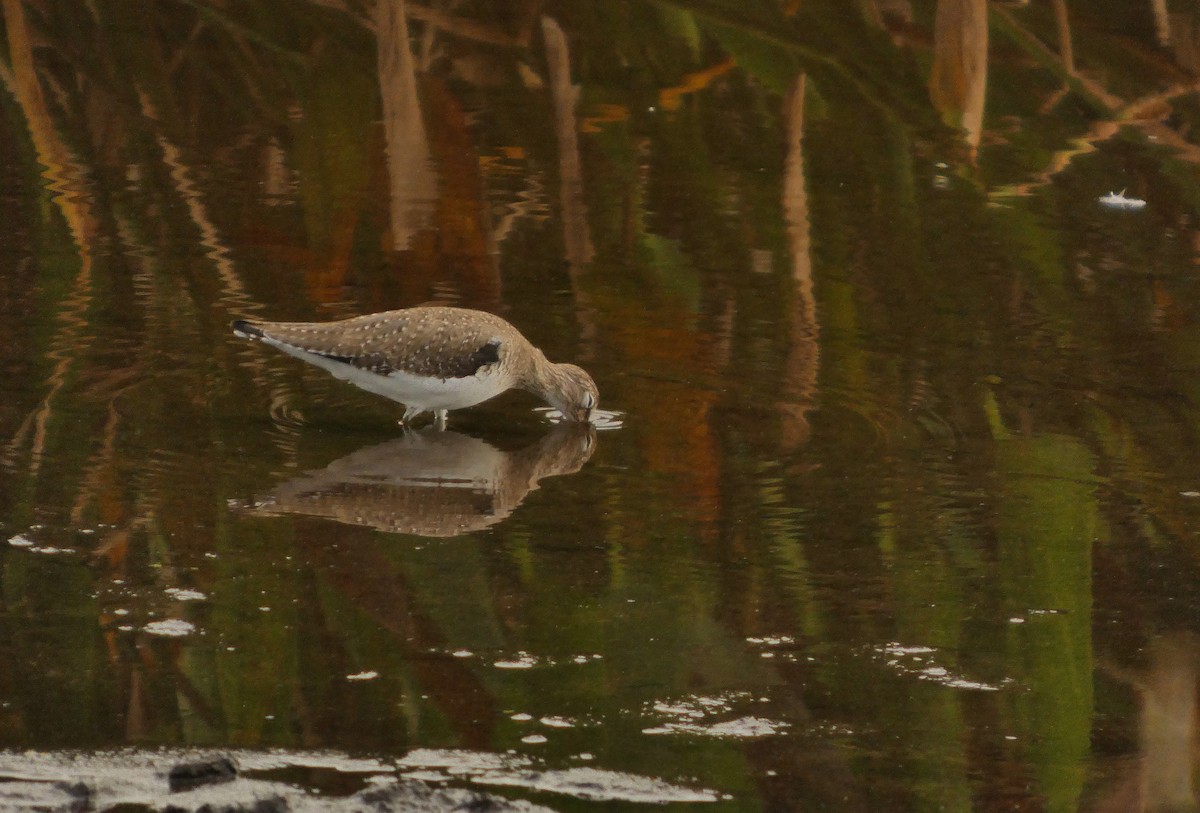 Solitary Sandpiper - ML646314304