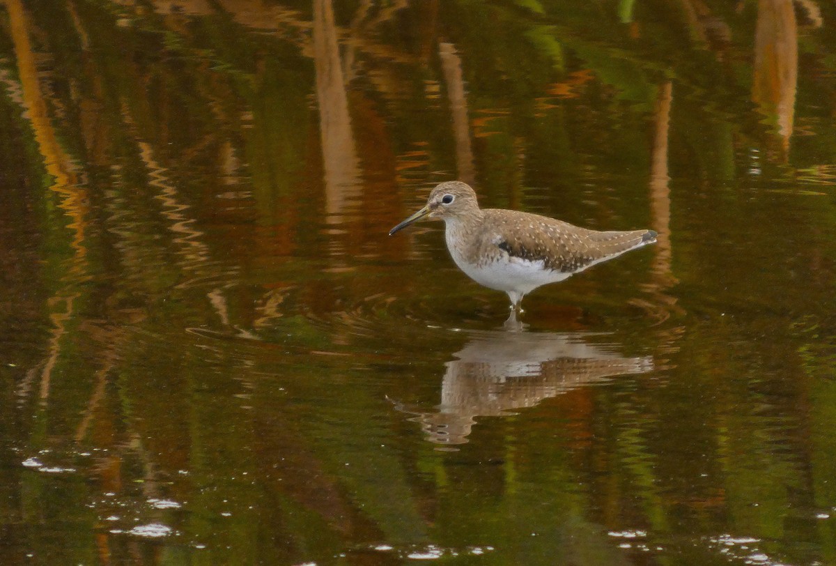Solitary Sandpiper - ML646314305