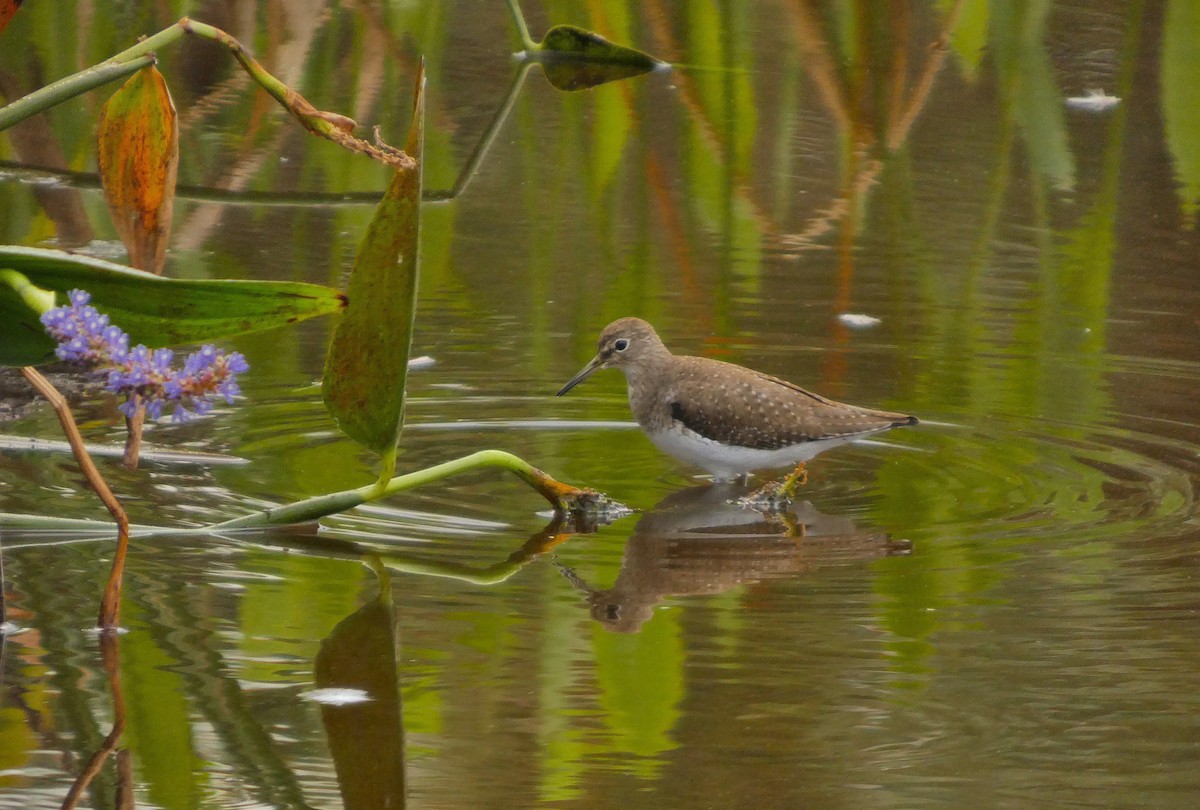 Solitary Sandpiper - ML646314306
