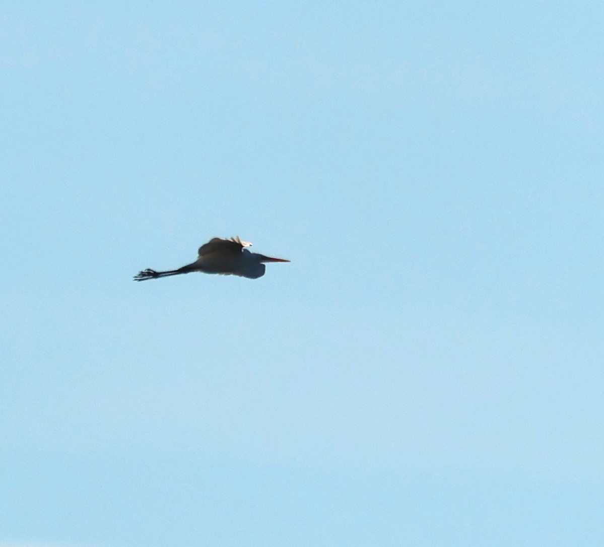 Great Egret - ML646314307