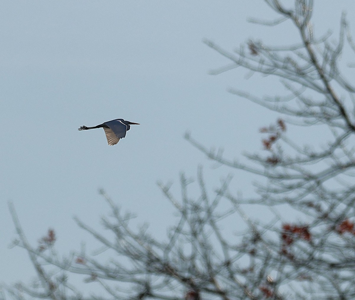 Great Egret - ML646314308