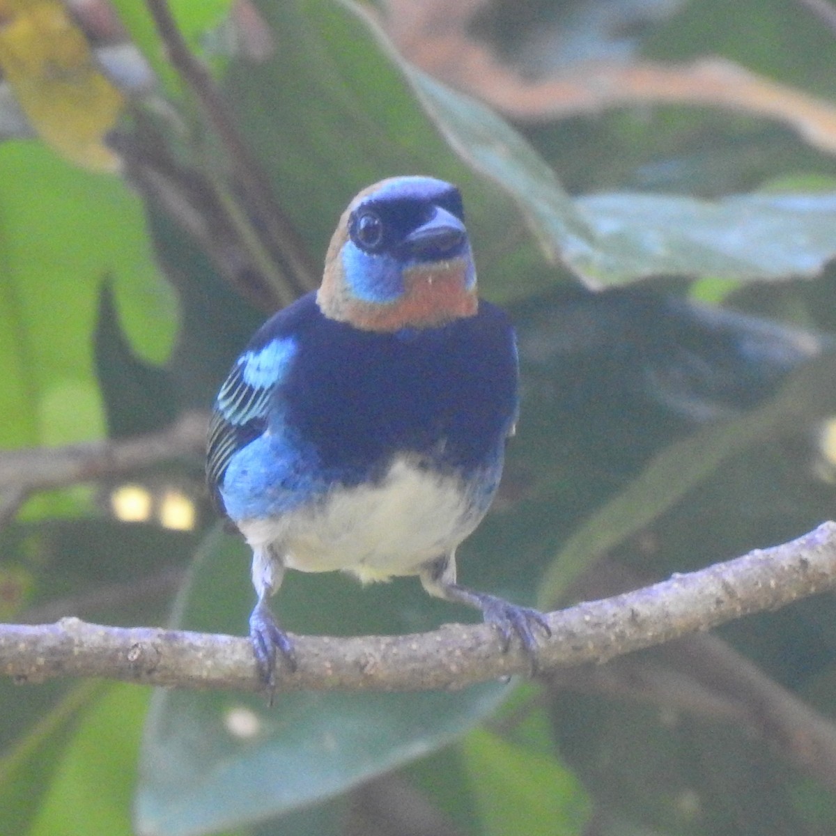 Golden-hooded Tanager - ML646314310