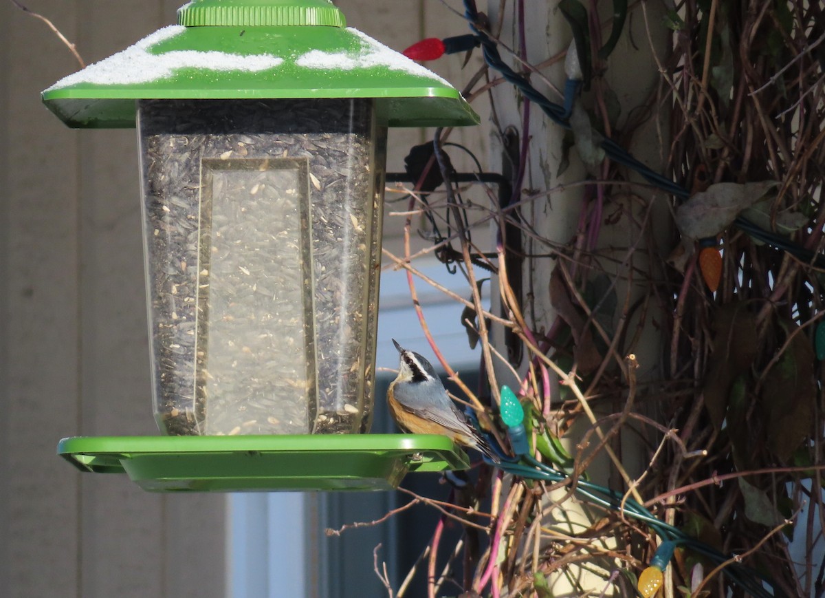 סיטה קנדית - ML646314311