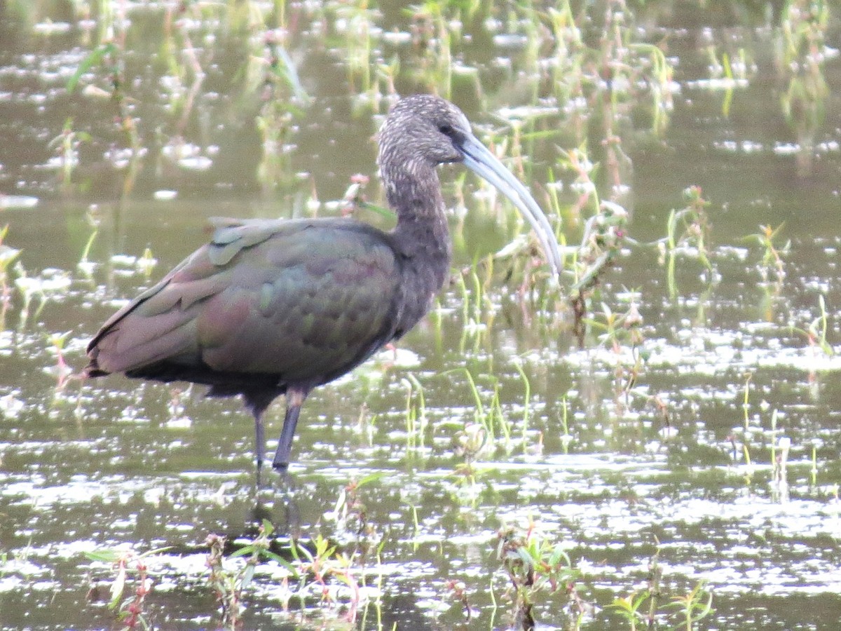Glossy/White-faced Ibis - ML646314313