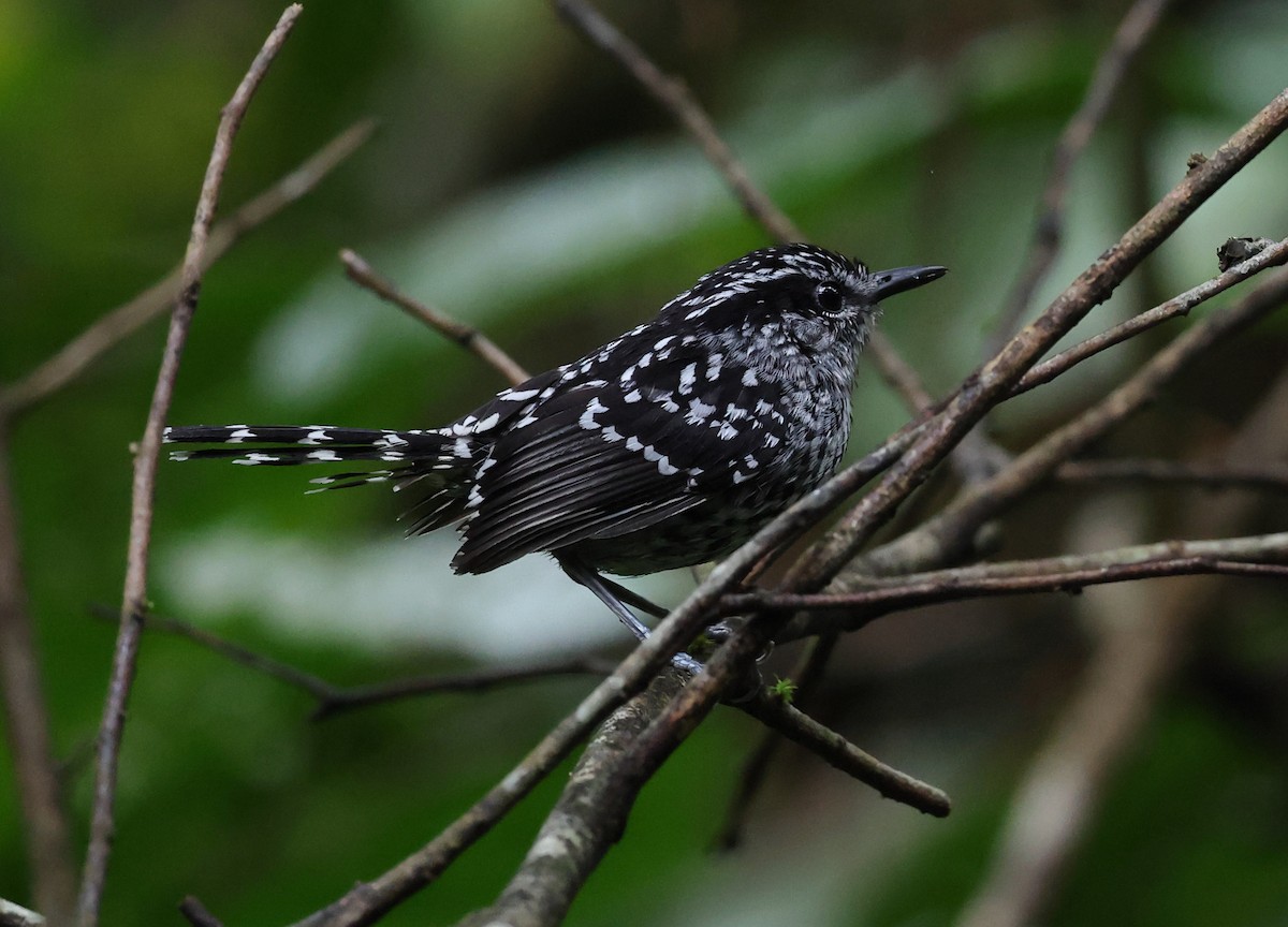 Scaled Antbird - ML646314314