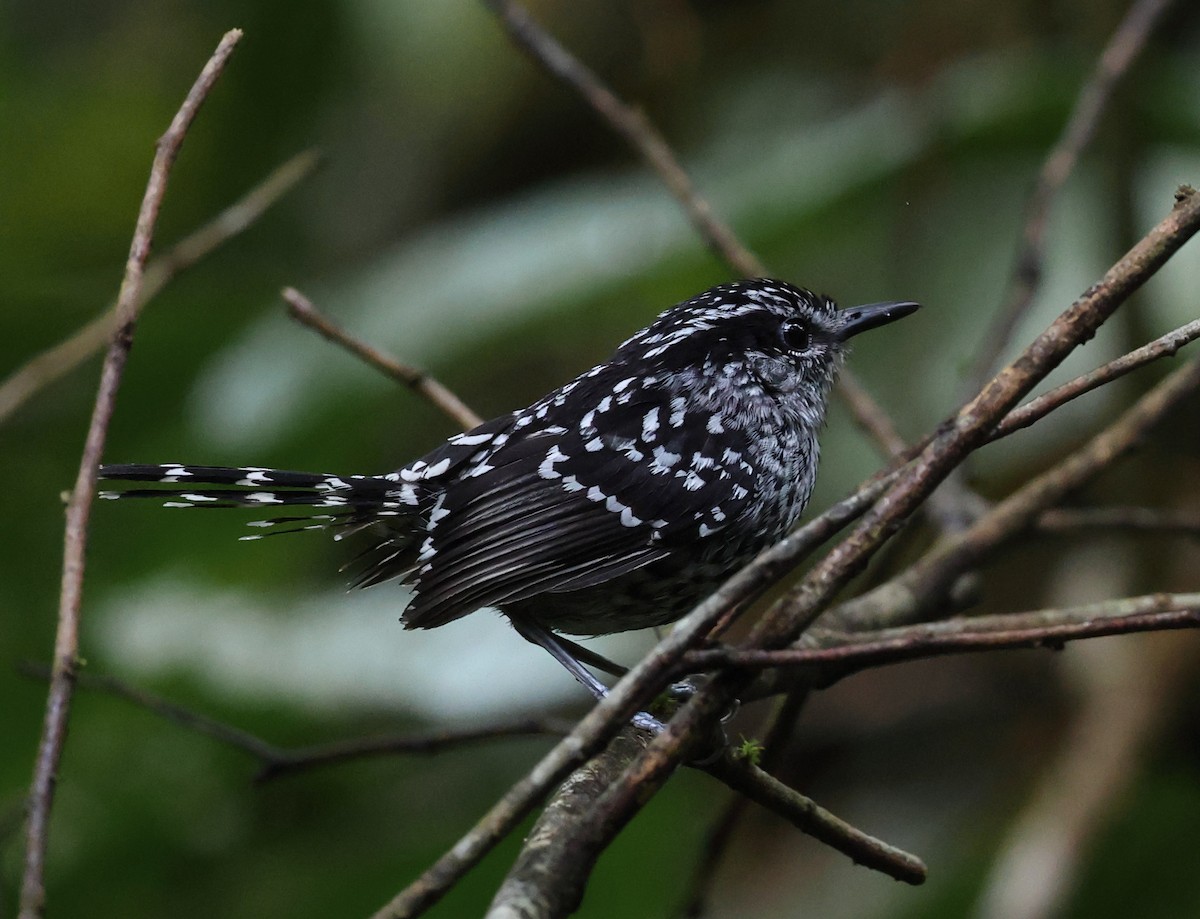 Scaled Antbird - ML646314315