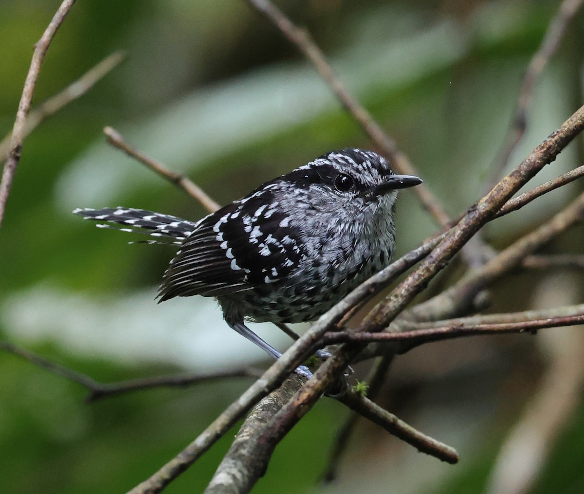 Scaled Antbird - ML646314316