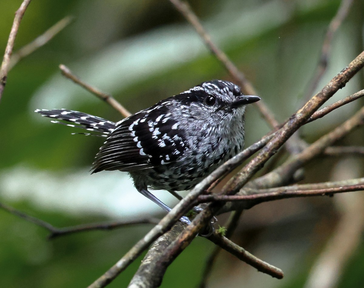 Scaled Antbird - ML646314317