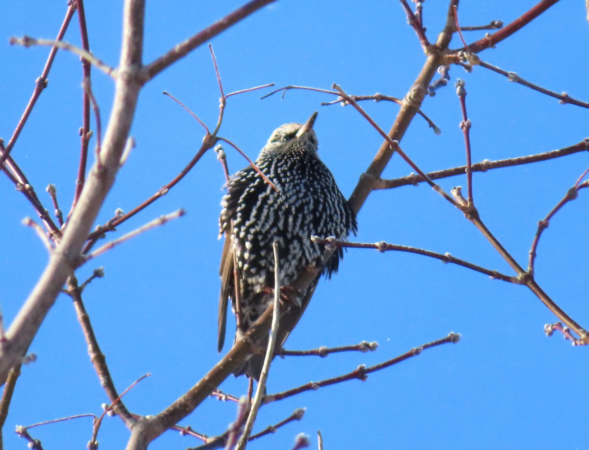 זרזיר מצוי - ML646314318