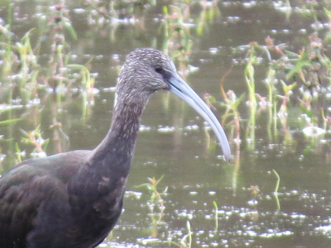 Glossy/White-faced Ibis - ML646314319