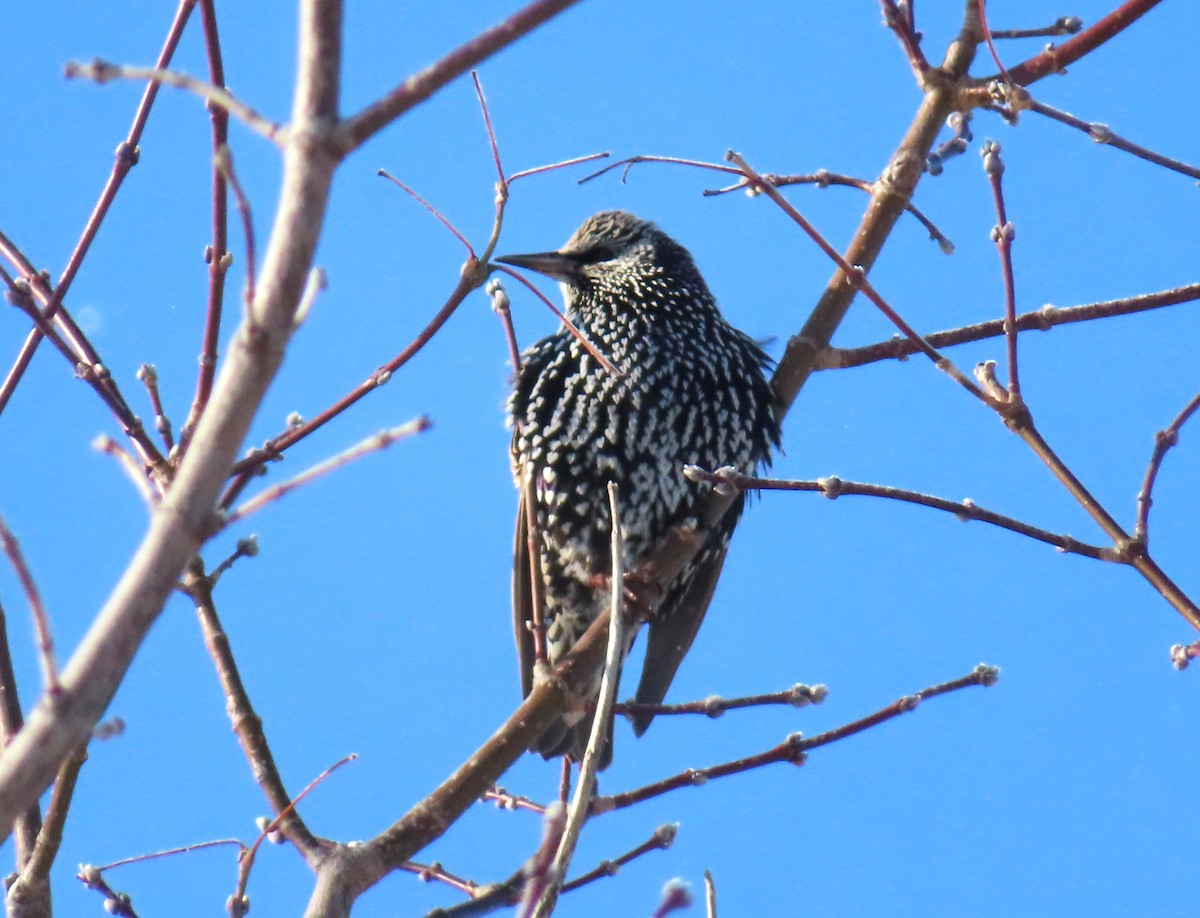 זרזיר מצוי - ML646314330