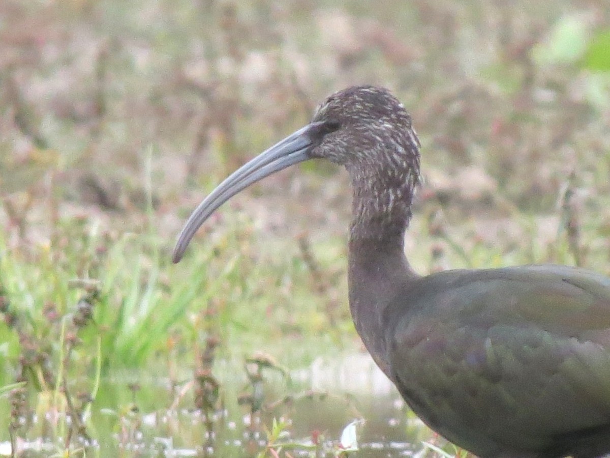 Glossy/White-faced Ibis - ML646314331