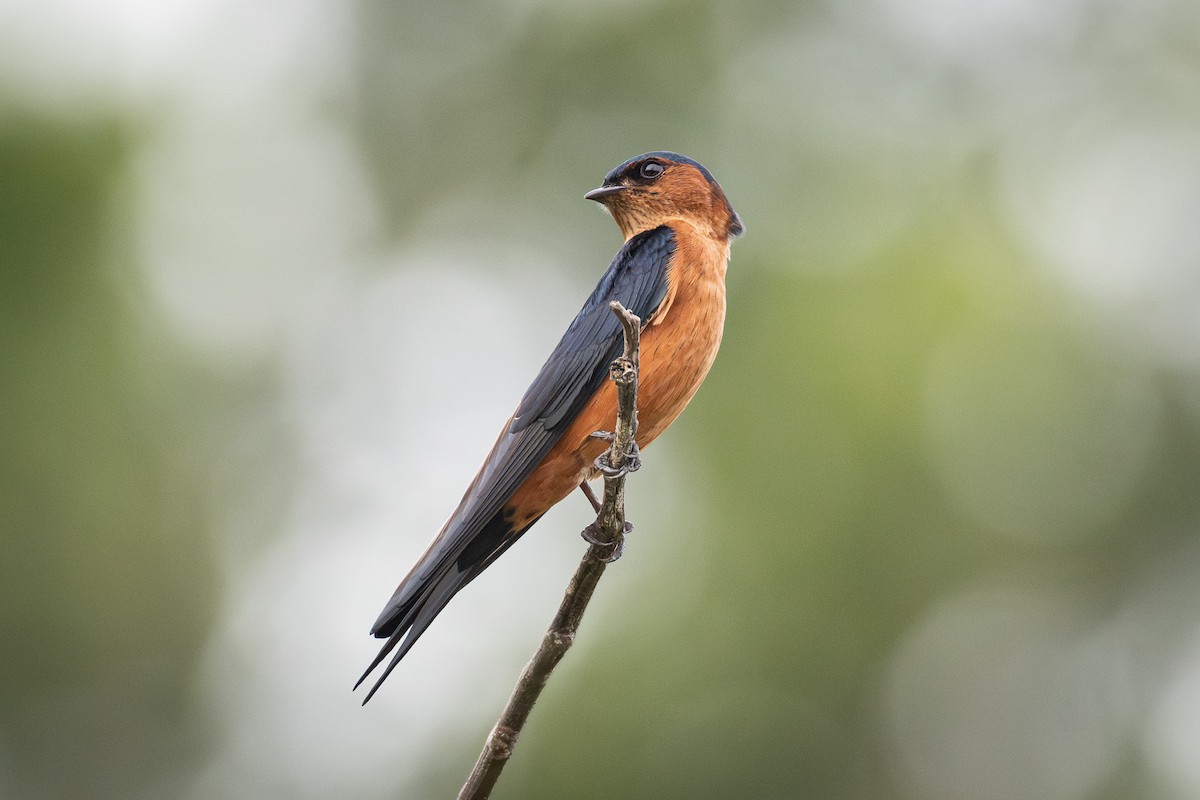 Sri Lanka Swallow - ML646314333