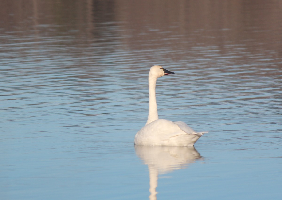 Tundra Swan - ML646314334