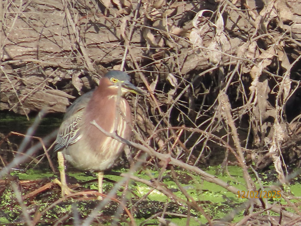 Green Heron - ML646314339