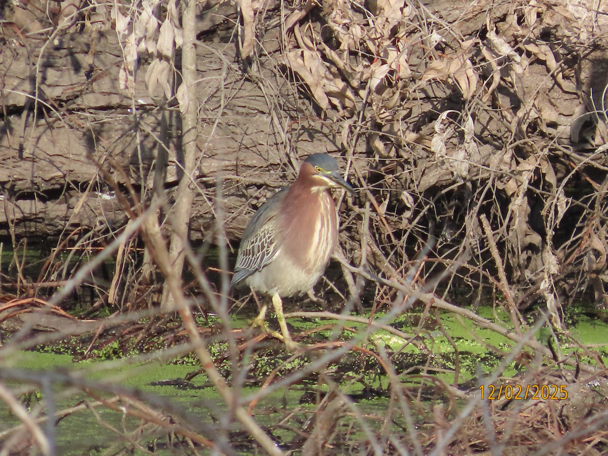 Green Heron - ML646314340