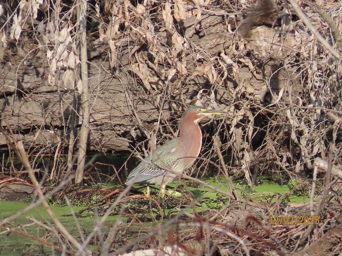 Green Heron - ML646314341