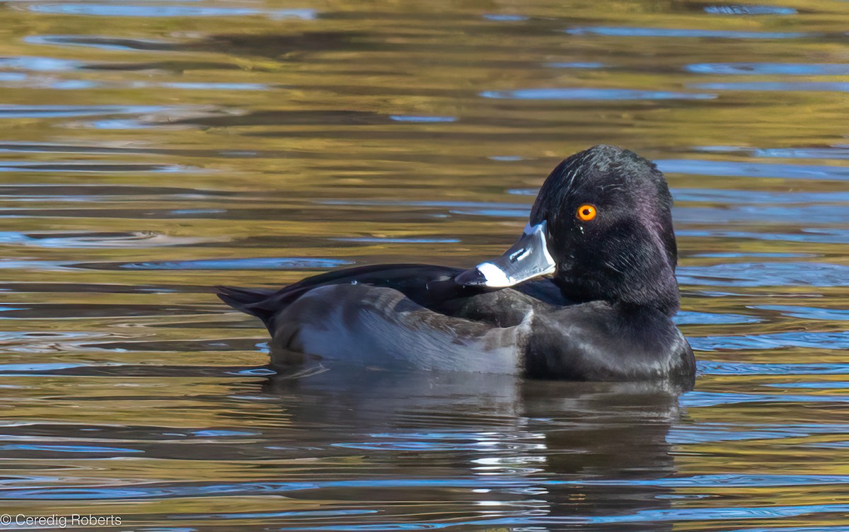 Ring-necked Duck - ML646314342