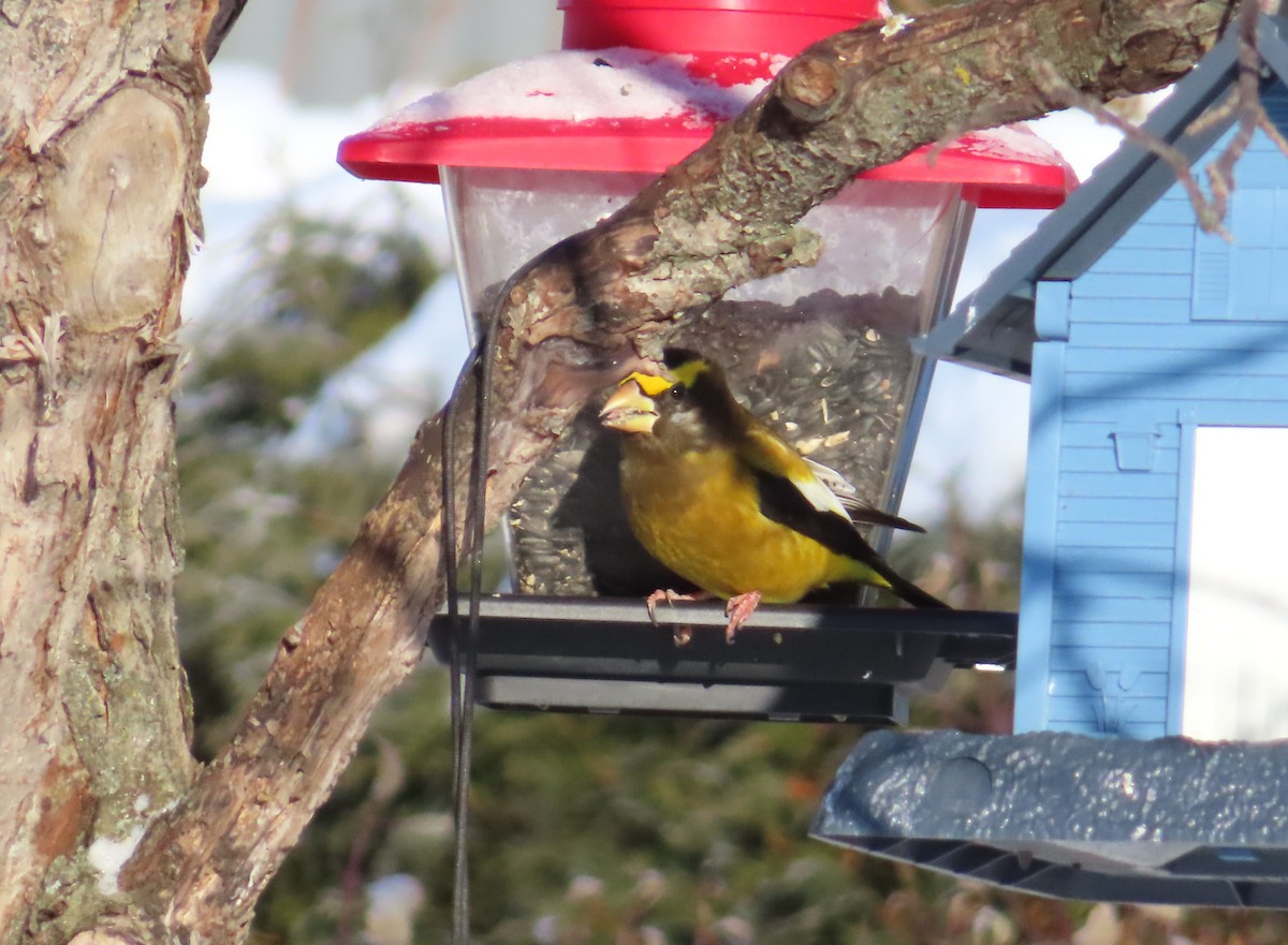 עב-מקור ערב - ML646314344