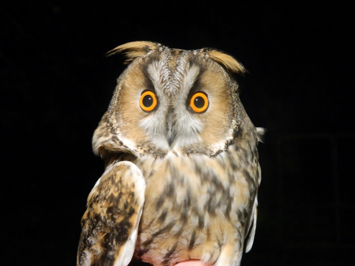 Long-eared Owl - ML646314346