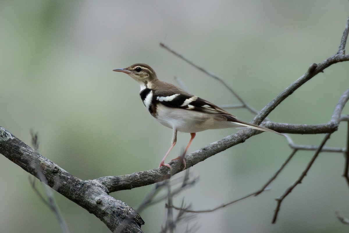 Forest Wagtail - ML646314347