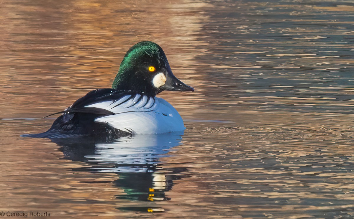 Common Goldeneye - ML646314349