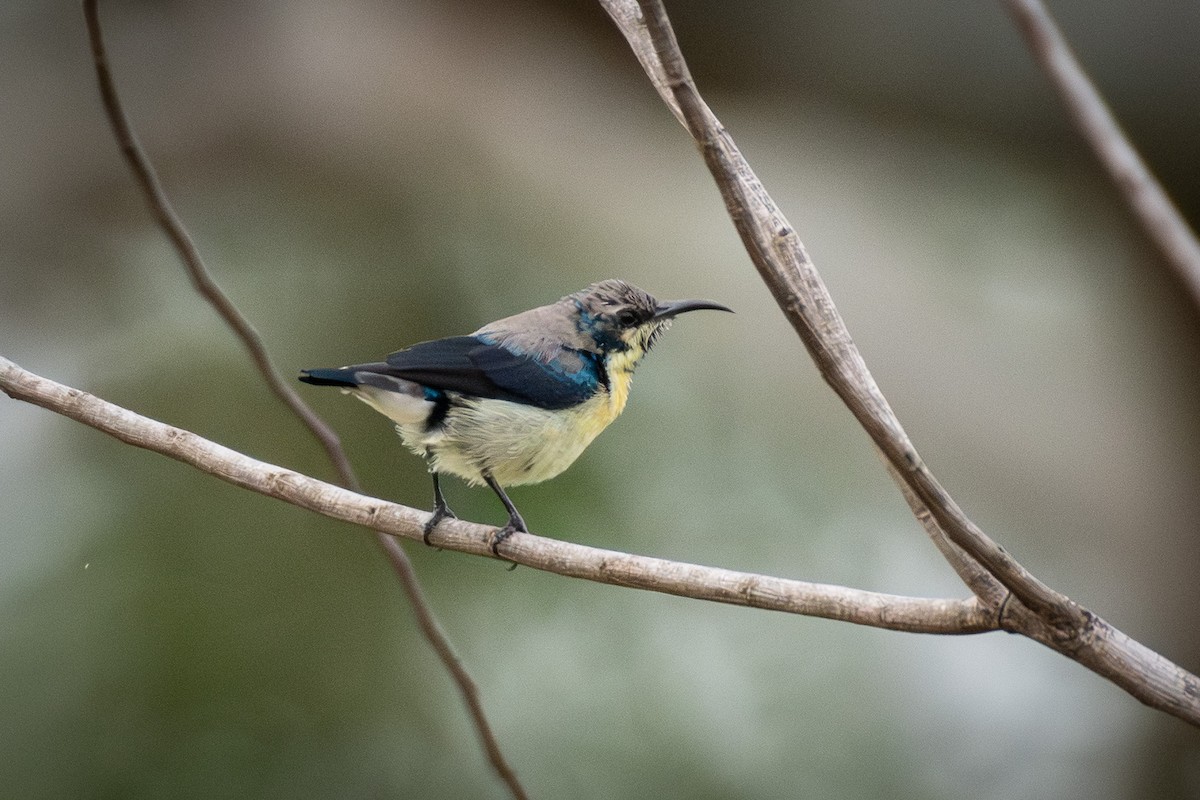 Purple Sunbird - ML646314350