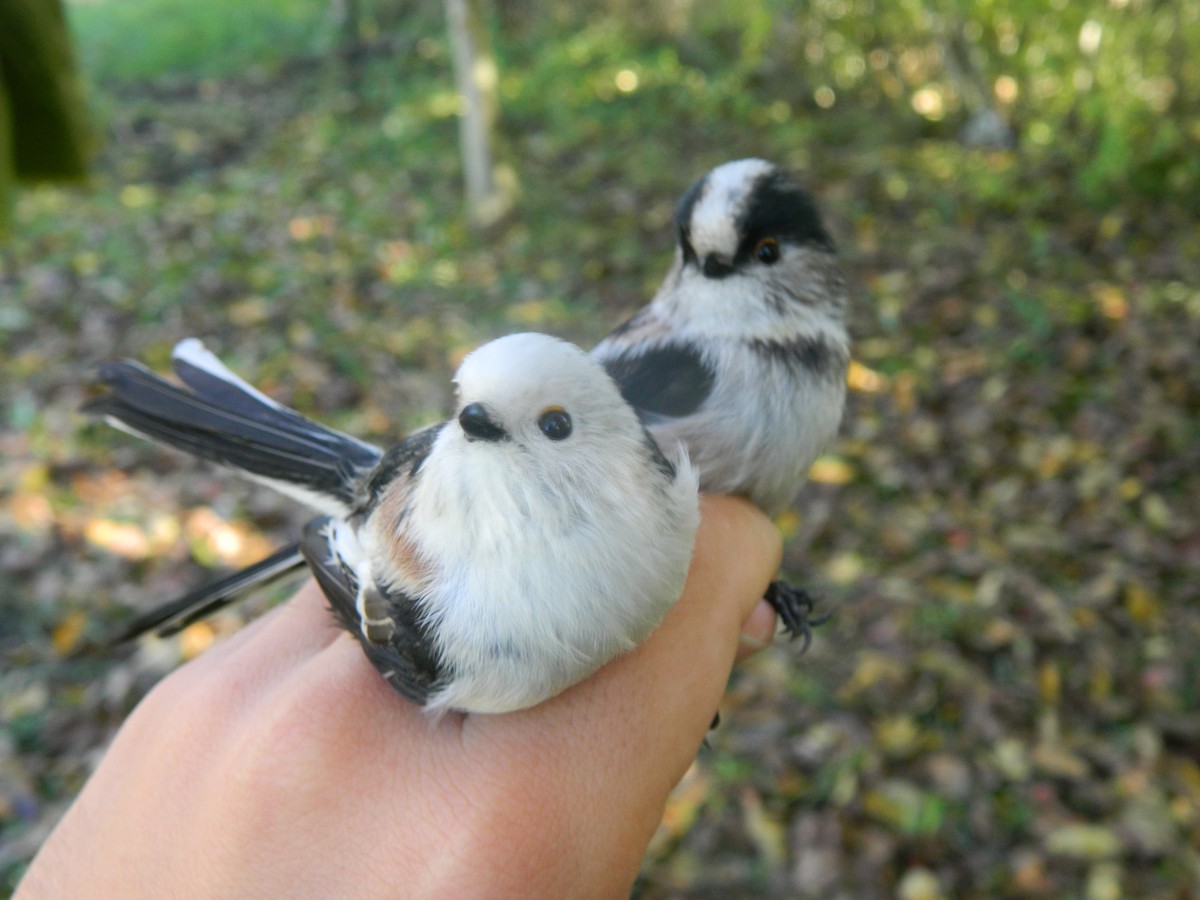 Long-tailed Tit - ML646314351