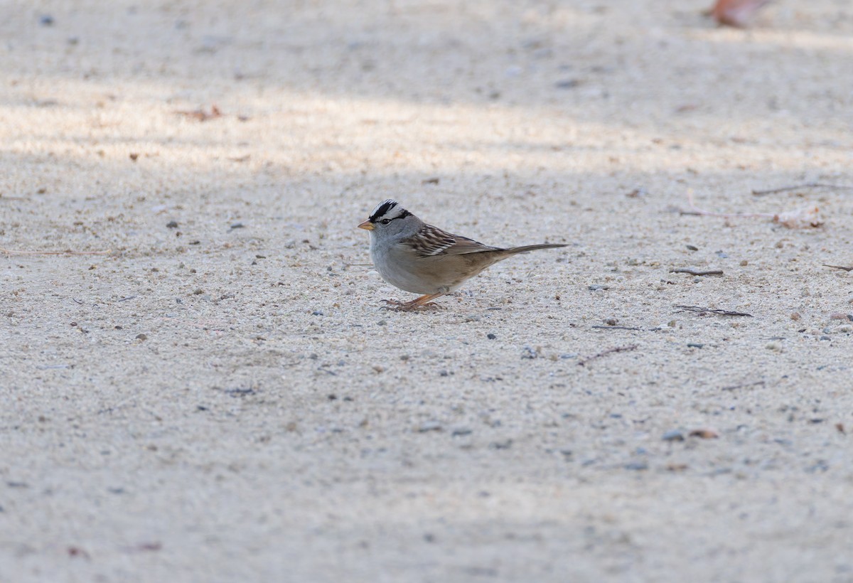 White-crowned Sparrow - ML646314352