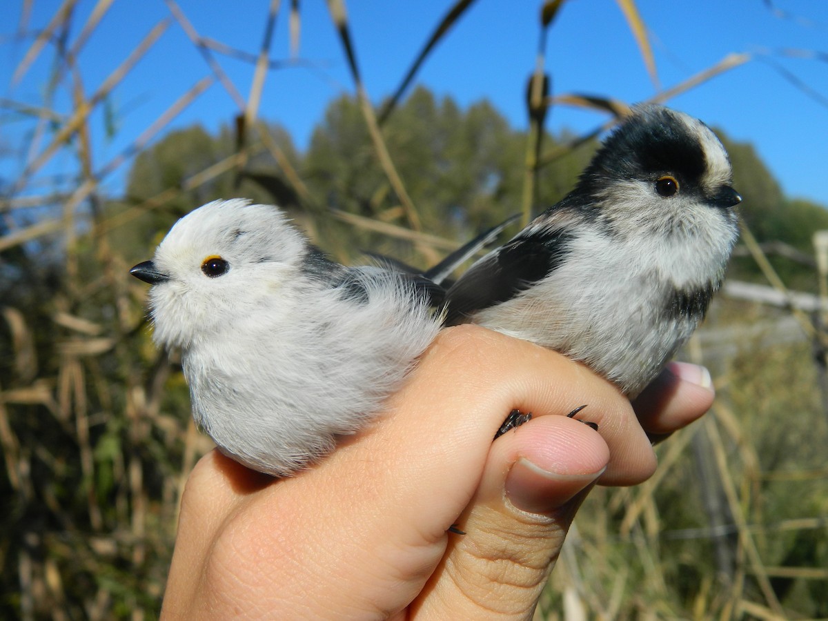 Long-tailed Tit - ML646314353