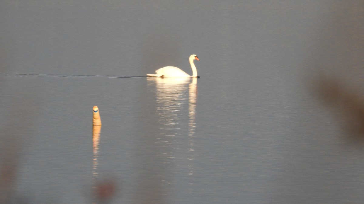 Mute Swan - ML646314355