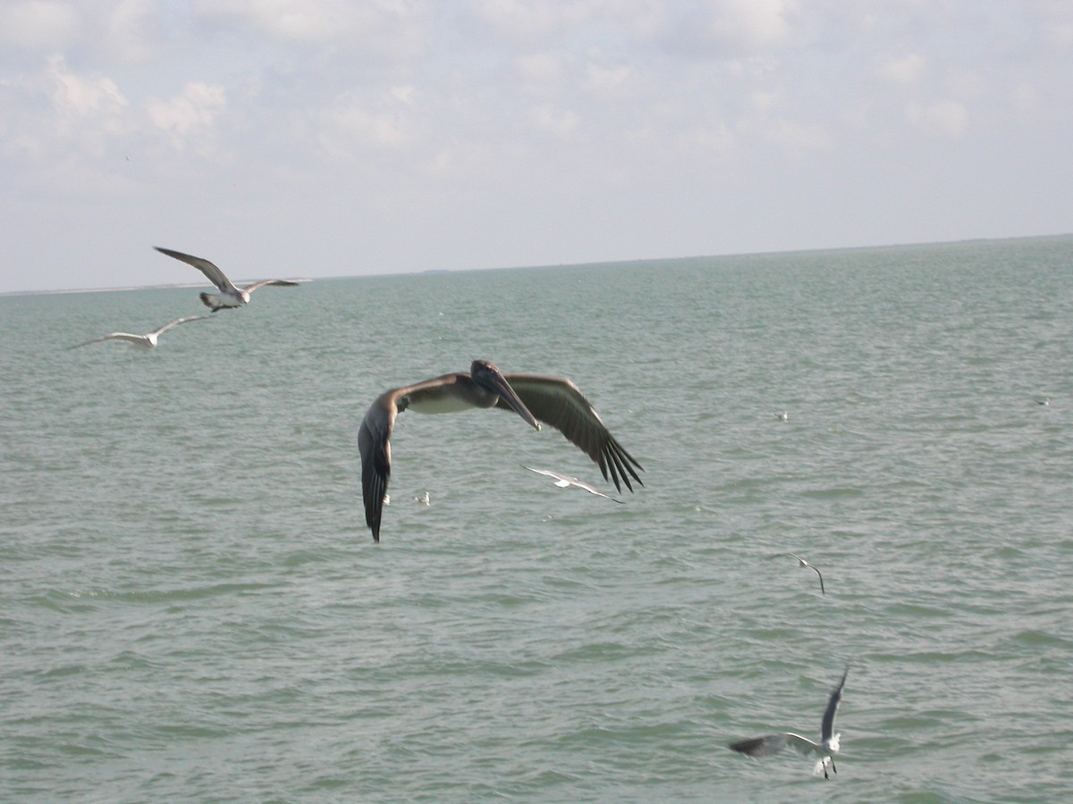 Brown Pelican - ML646314360