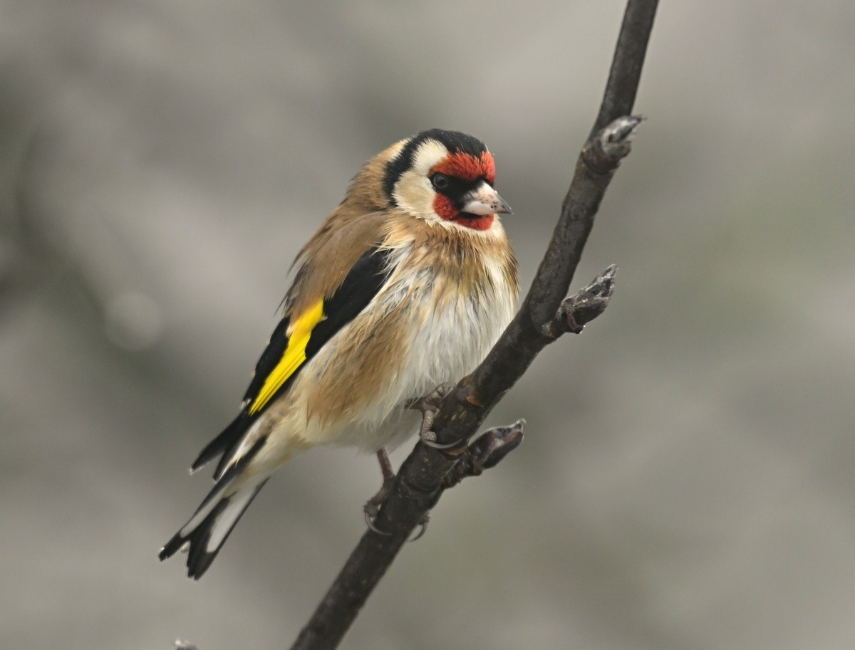 European Goldfinch - ML646314364