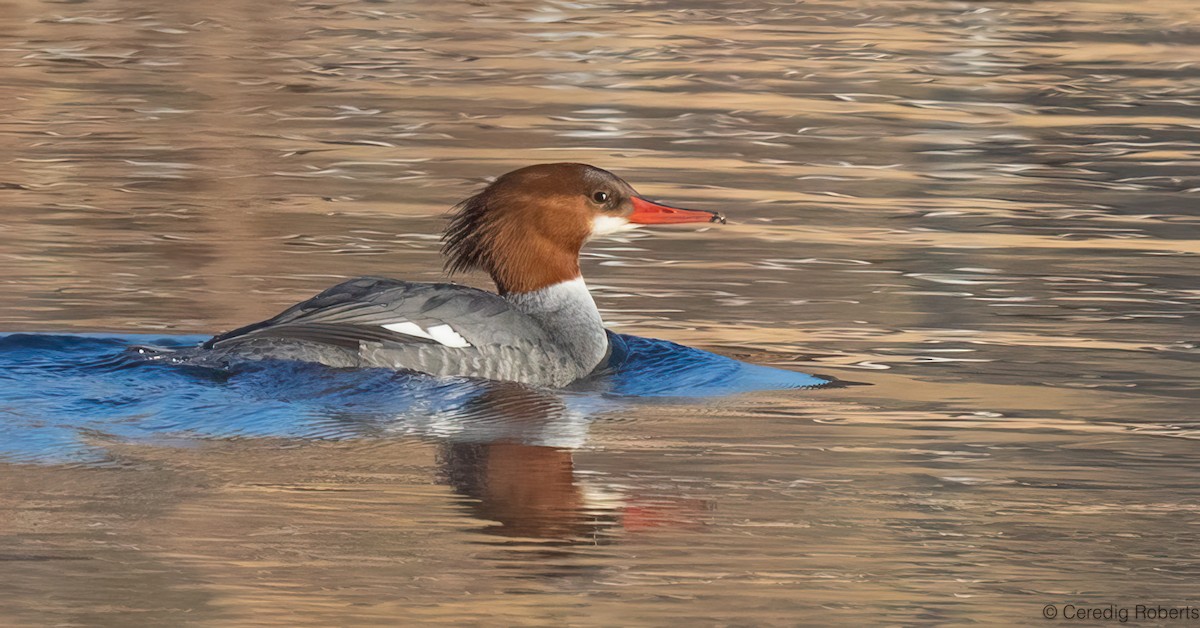 Common Merganser - ML646314365