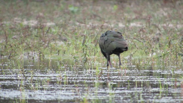 Glossy/White-faced Ibis - ML646314367
