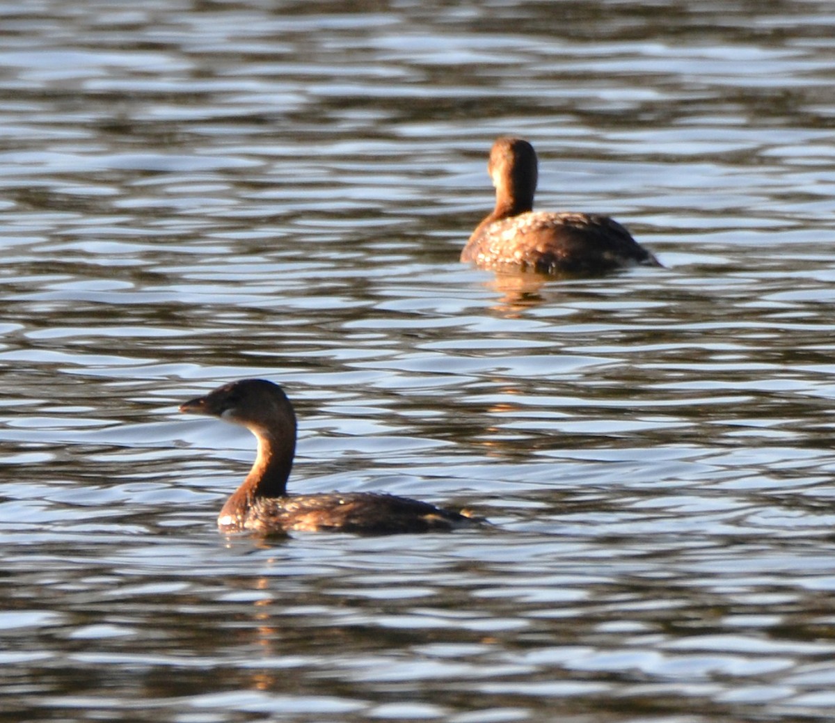 Pied-billed Grebe - ML646314368