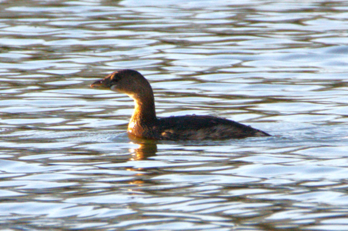 Pied-billed Grebe - ML646314369