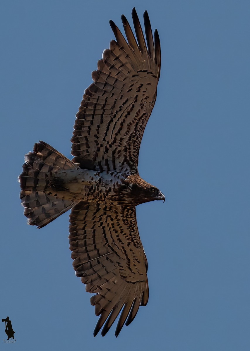 Short-toed Snake-Eagle - ML646314370