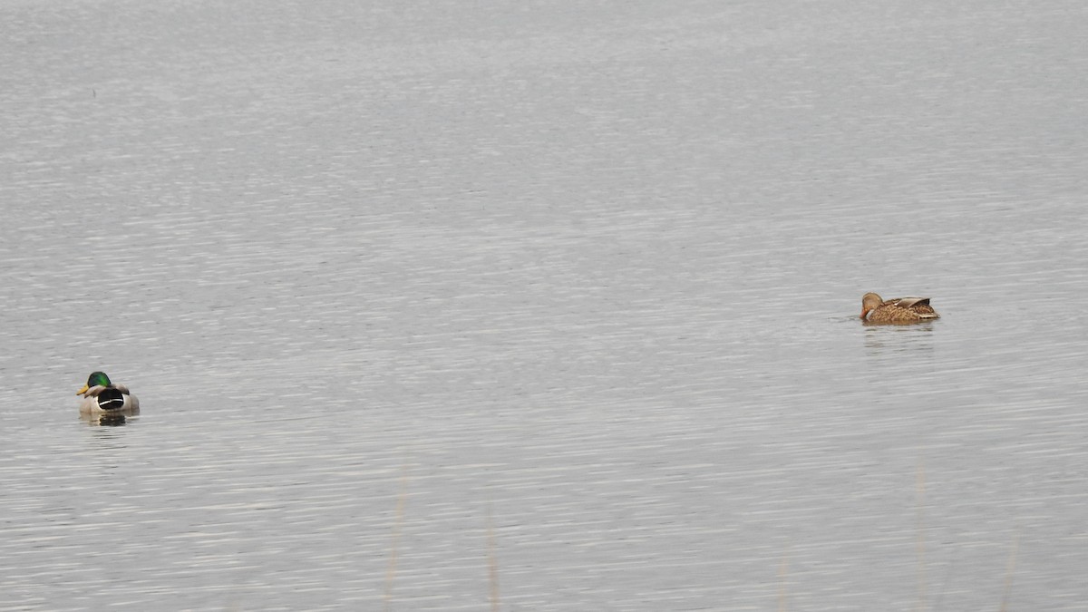 Mallard - ML646314371