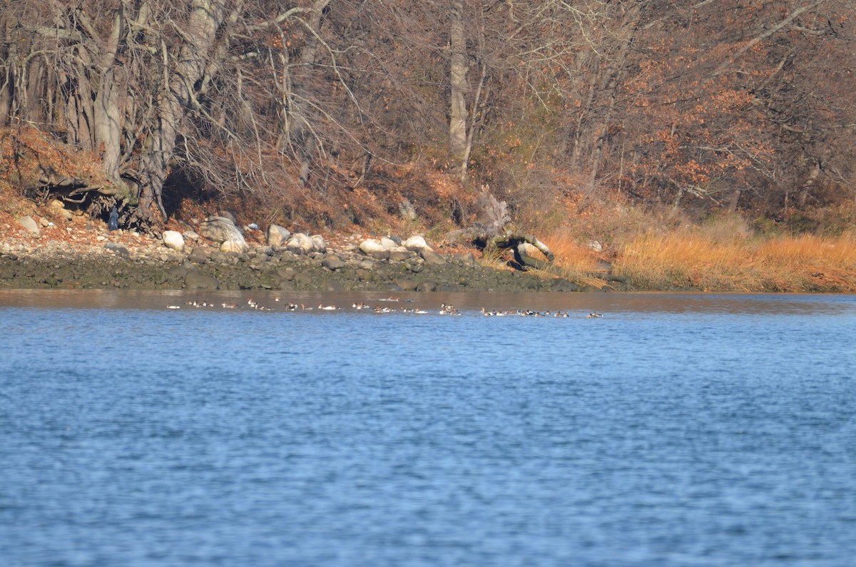 מרגון גדול/בינוני - ML646314373