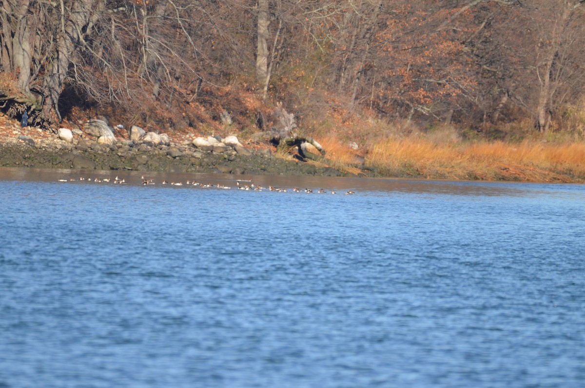 מרגון גדול/בינוני - ML646314374
