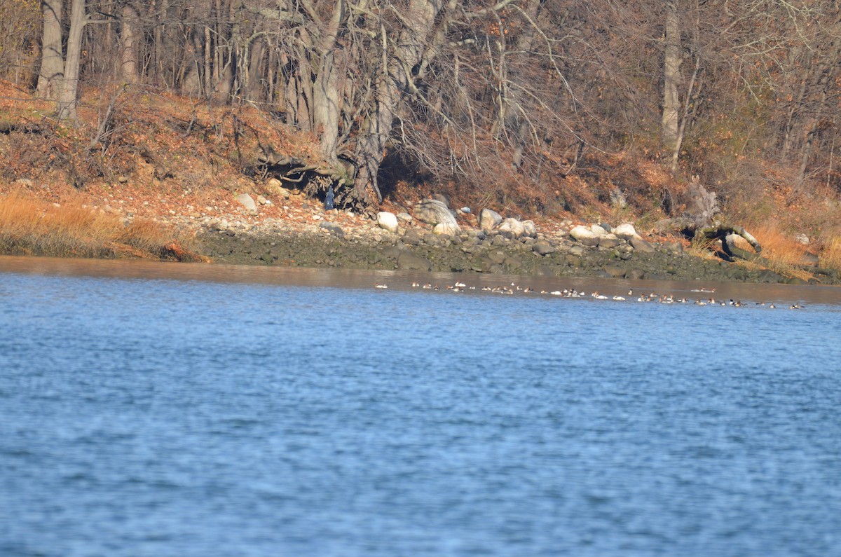 מרגון גדול/בינוני - ML646314375