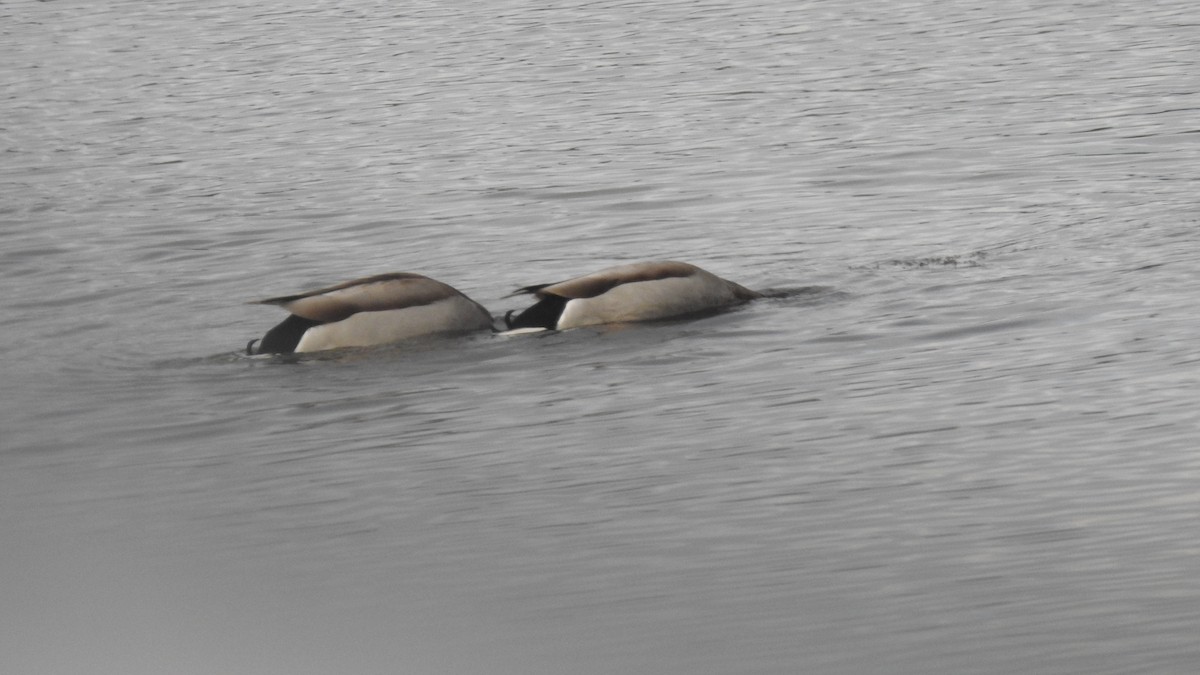 Mallard - ML646314376