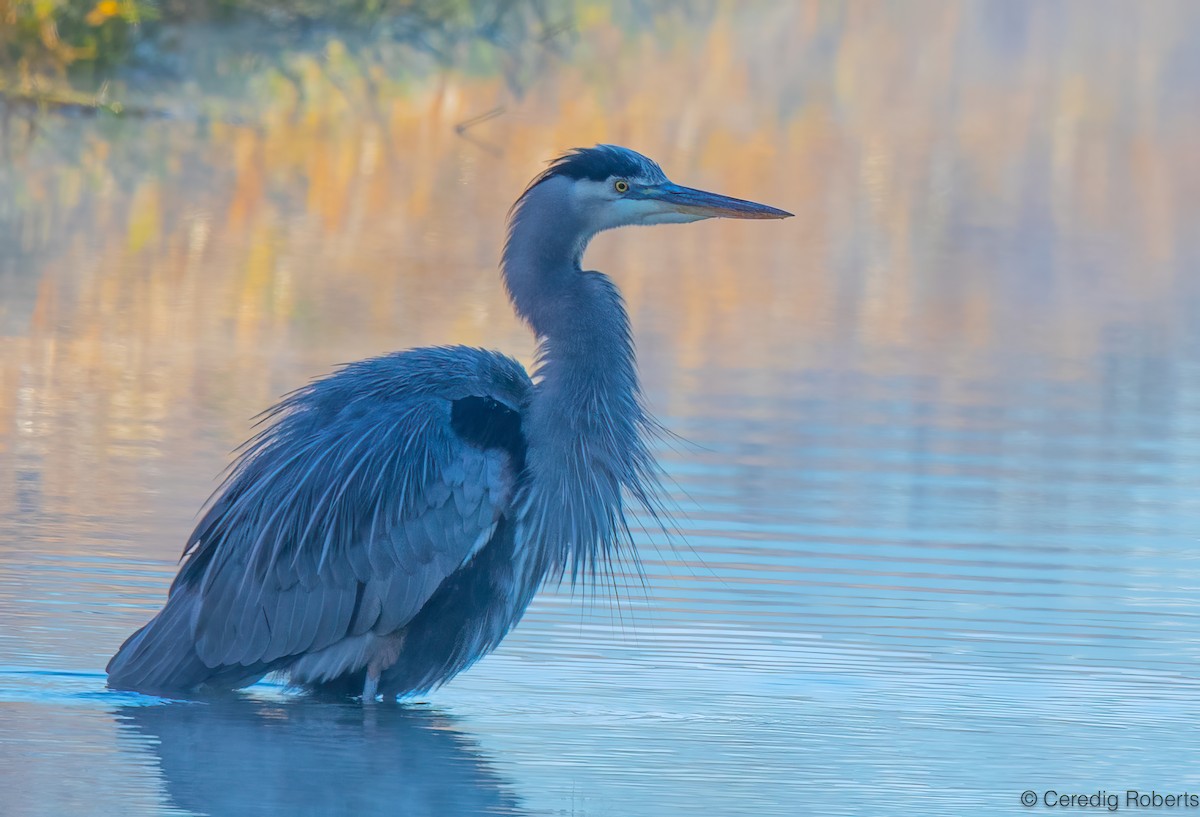Great Blue Heron - ML646314379